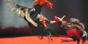 Bật Mí Cách Chơi Đá Gà WS168 Tại 138Bet Cho Người Mới