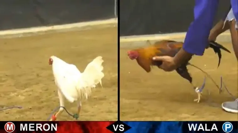 Bật Mí Cách Chơi Đá Gà Sabong Tại 138Bet Thắng Lớn Mỗi Ngày 2 Bật Mí Cách Chơi Đá Gà Sabong Tại 138Bet Thắng Lớn Mỗi Ngày